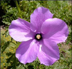 native-hibiscus-stolen-generations-emblem